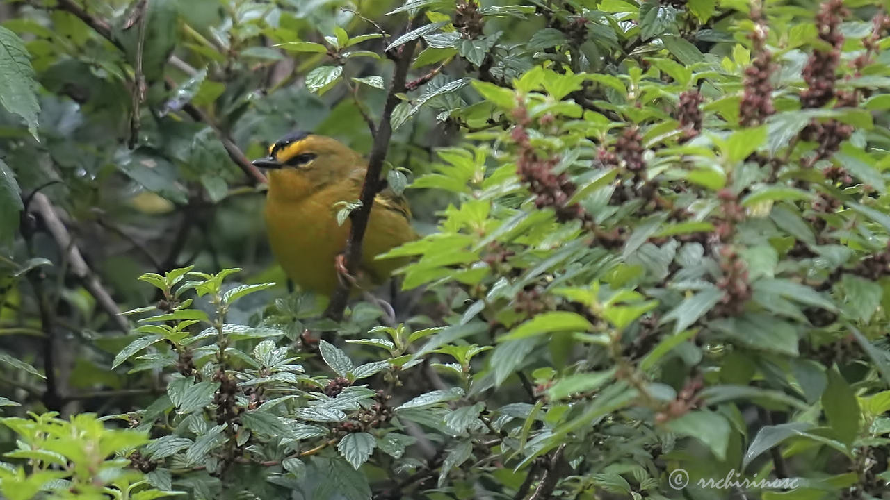 Black-crested warbler