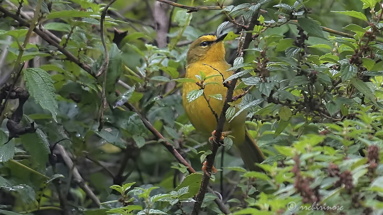 Black-crested warbler