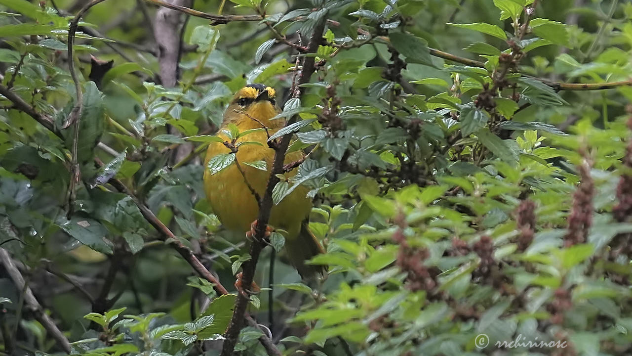 Black-crested warbler