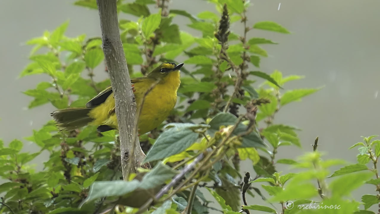 Black-crested warbler