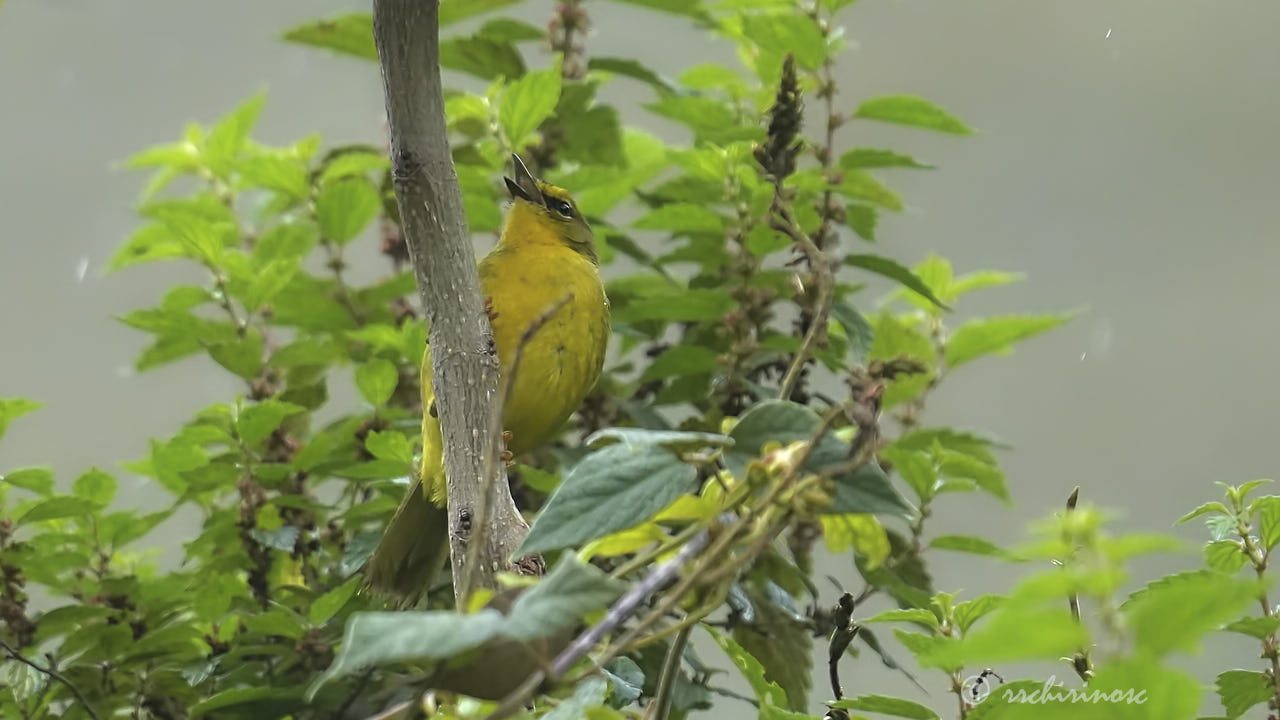 Black-crested warbler