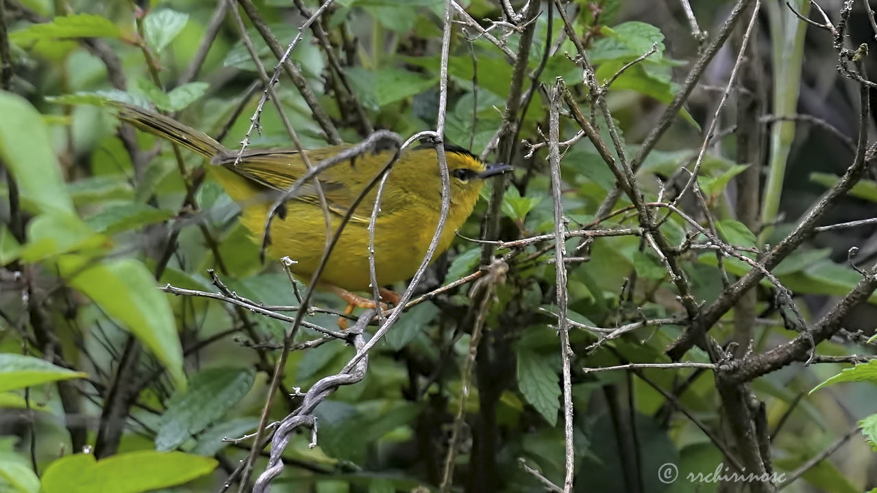 Black-crested warbler
