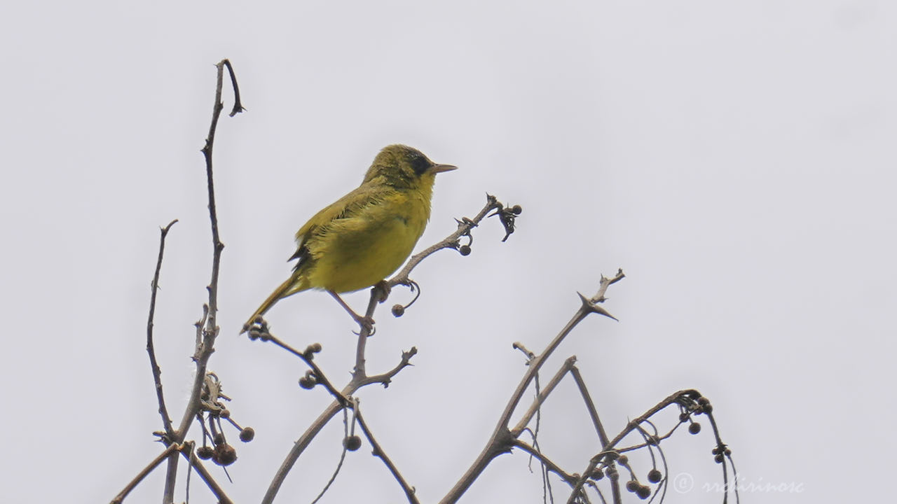 Black-lored yellowthroat