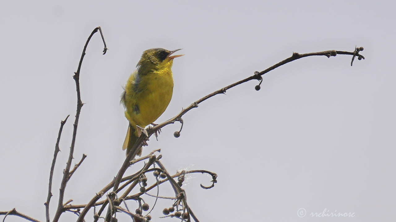 Black-lored yellowthroat