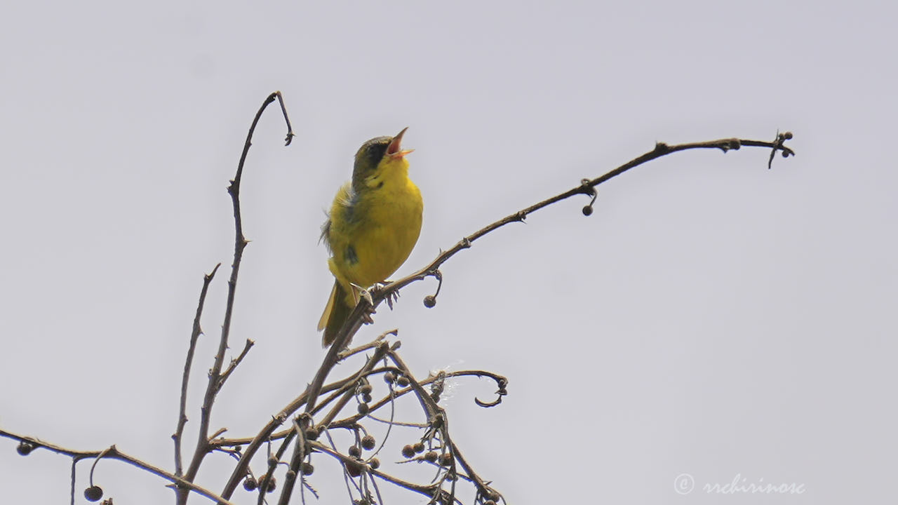 Black-lored yellowthroat