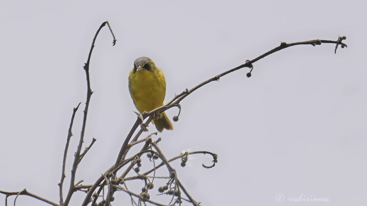 Black-lored yellowthroat