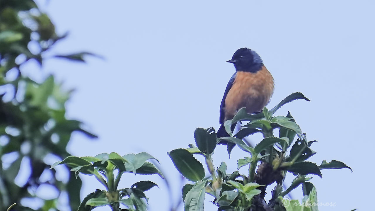 Blue-backed conebill