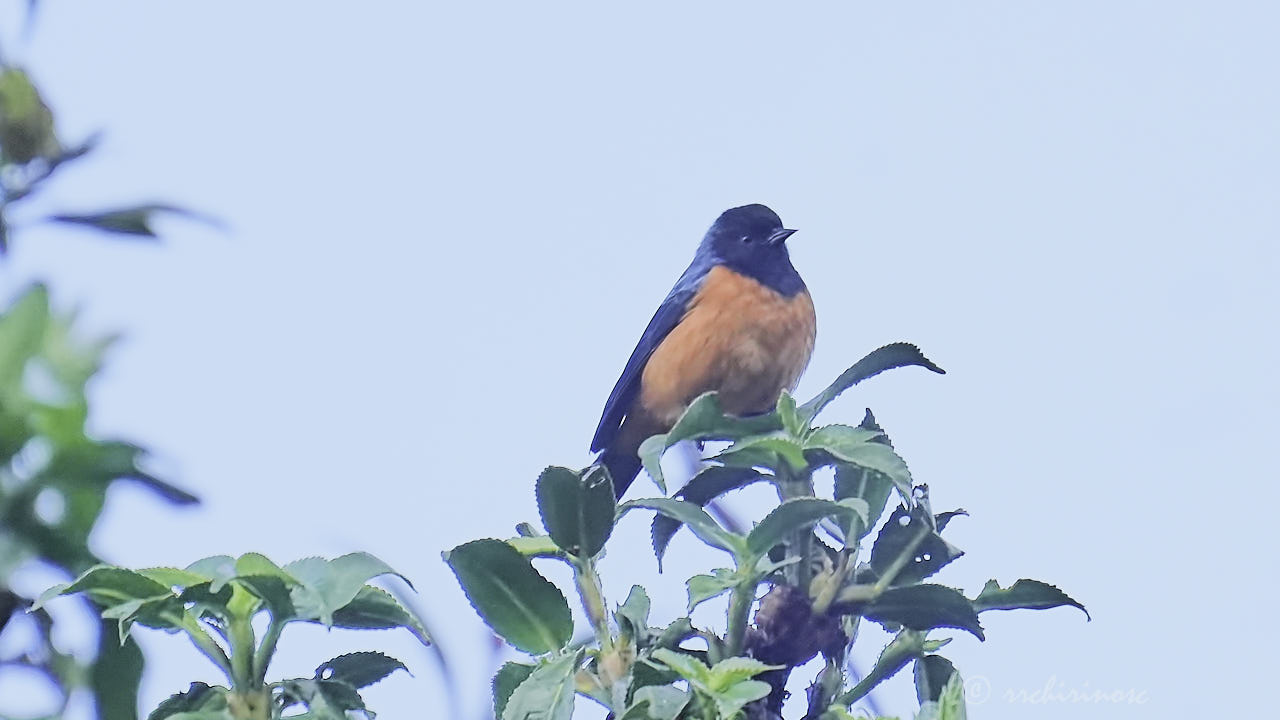 Blue-backed conebill