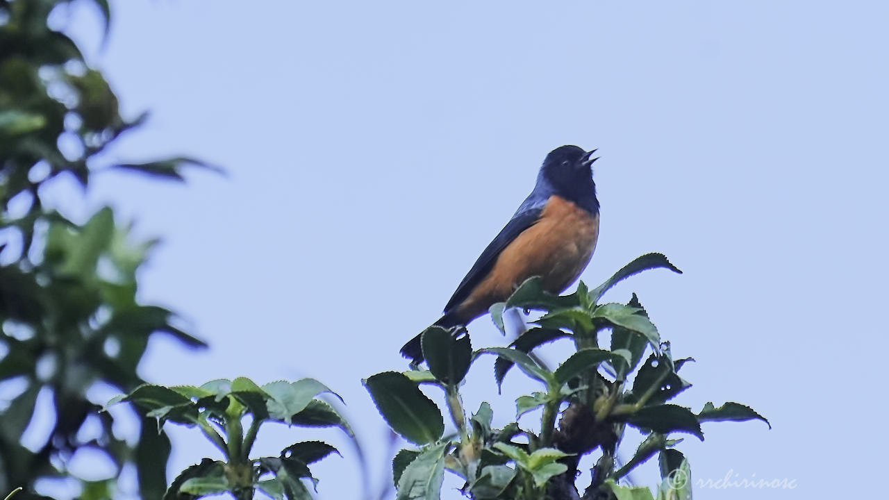 Blue-backed conebill