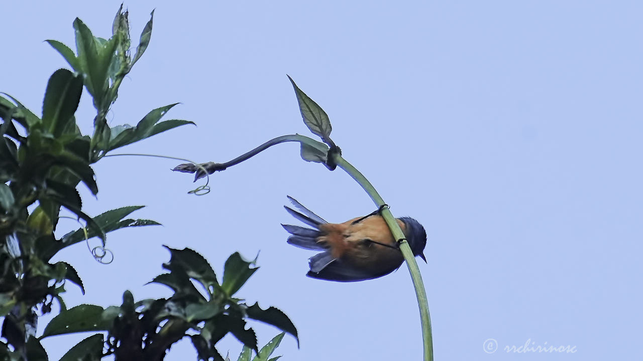 Blue-backed conebill