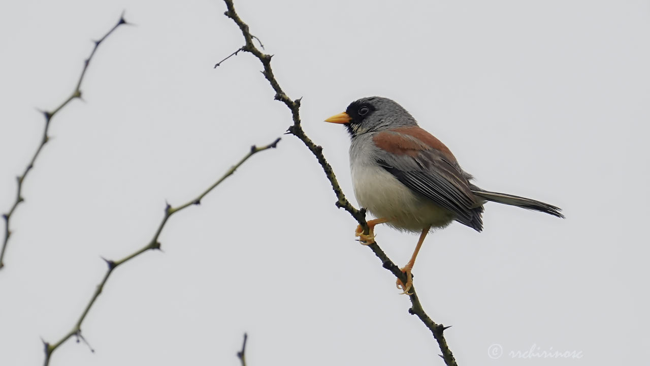 Buff-bridled inca-finch