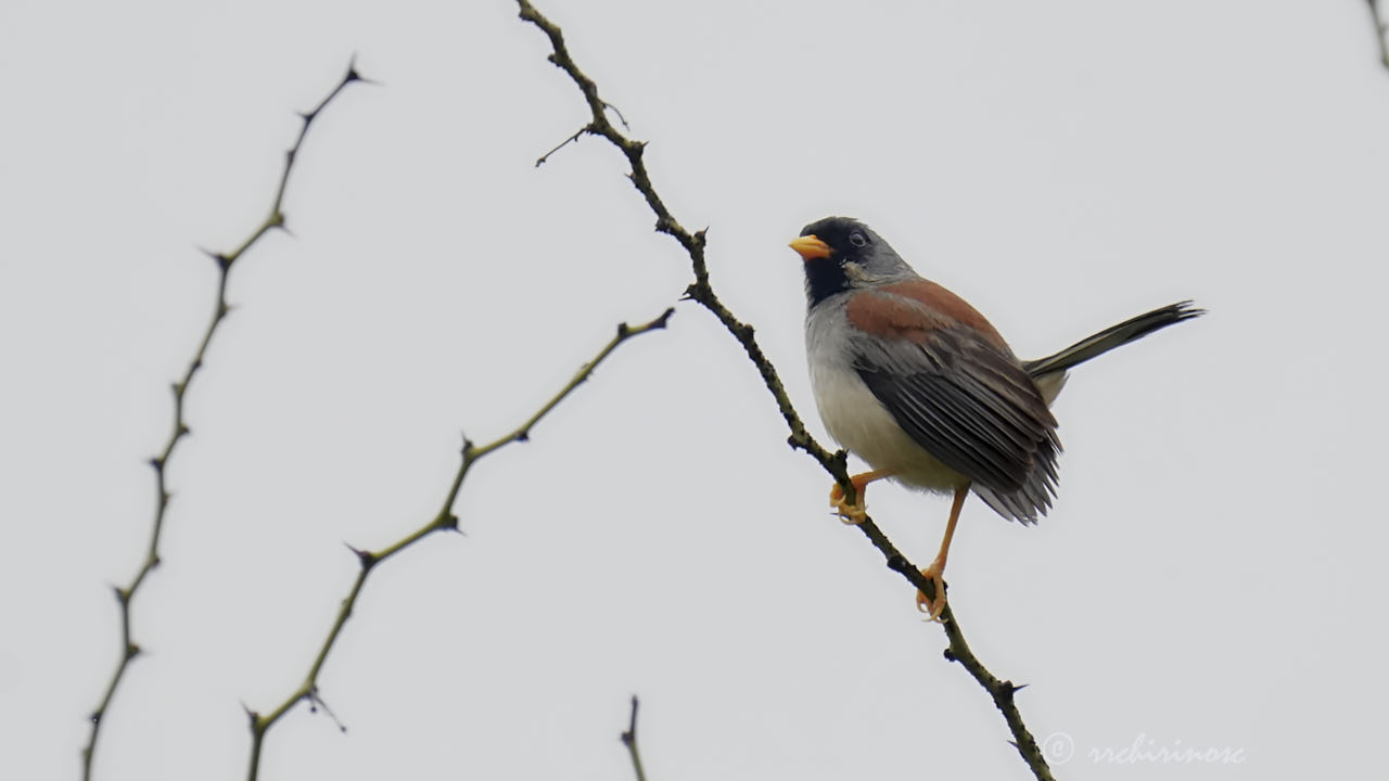 Buff-bridled inca-finch