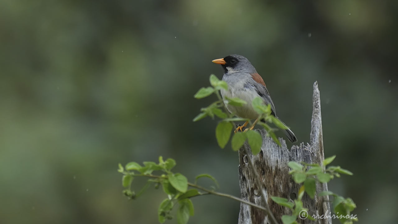 Buff-bridled inca-finch