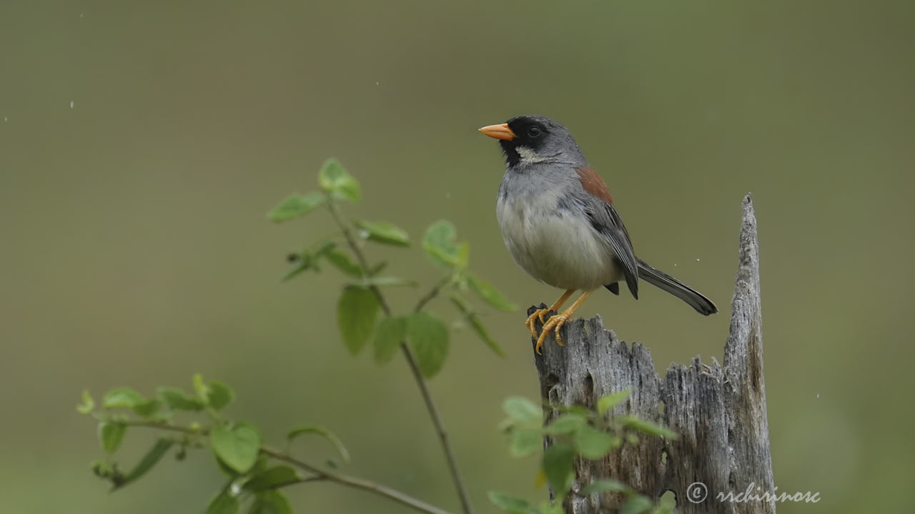 Buff-bridled inca-finch