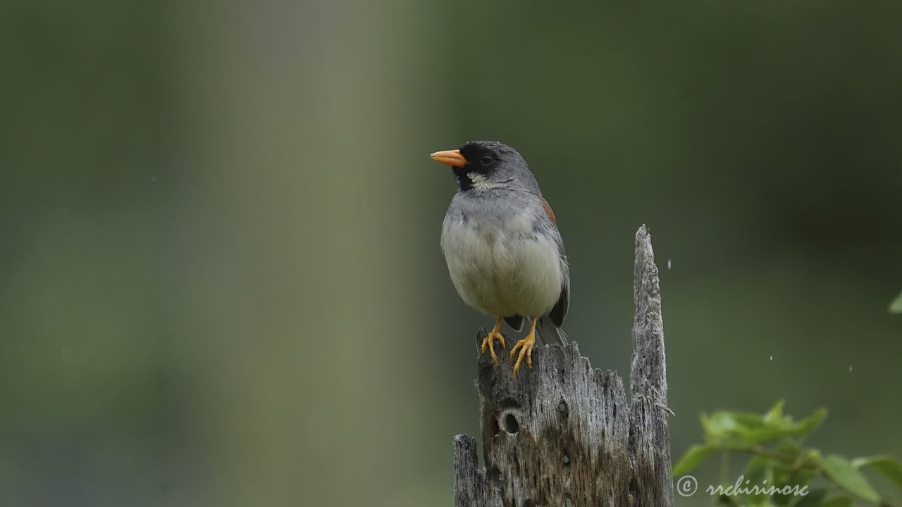 Buff-bridled inca-finch