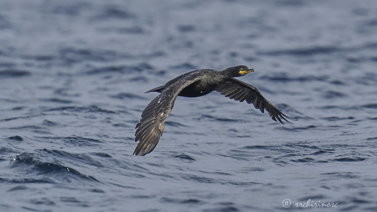 European shag