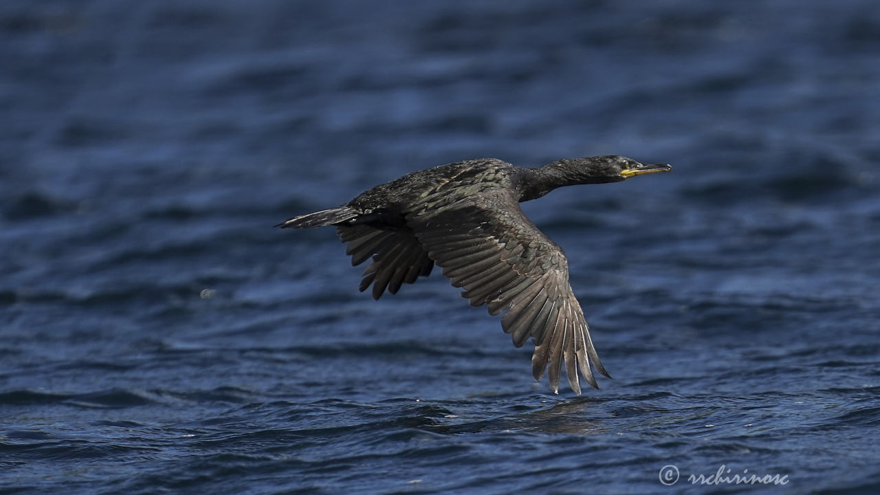 European shag