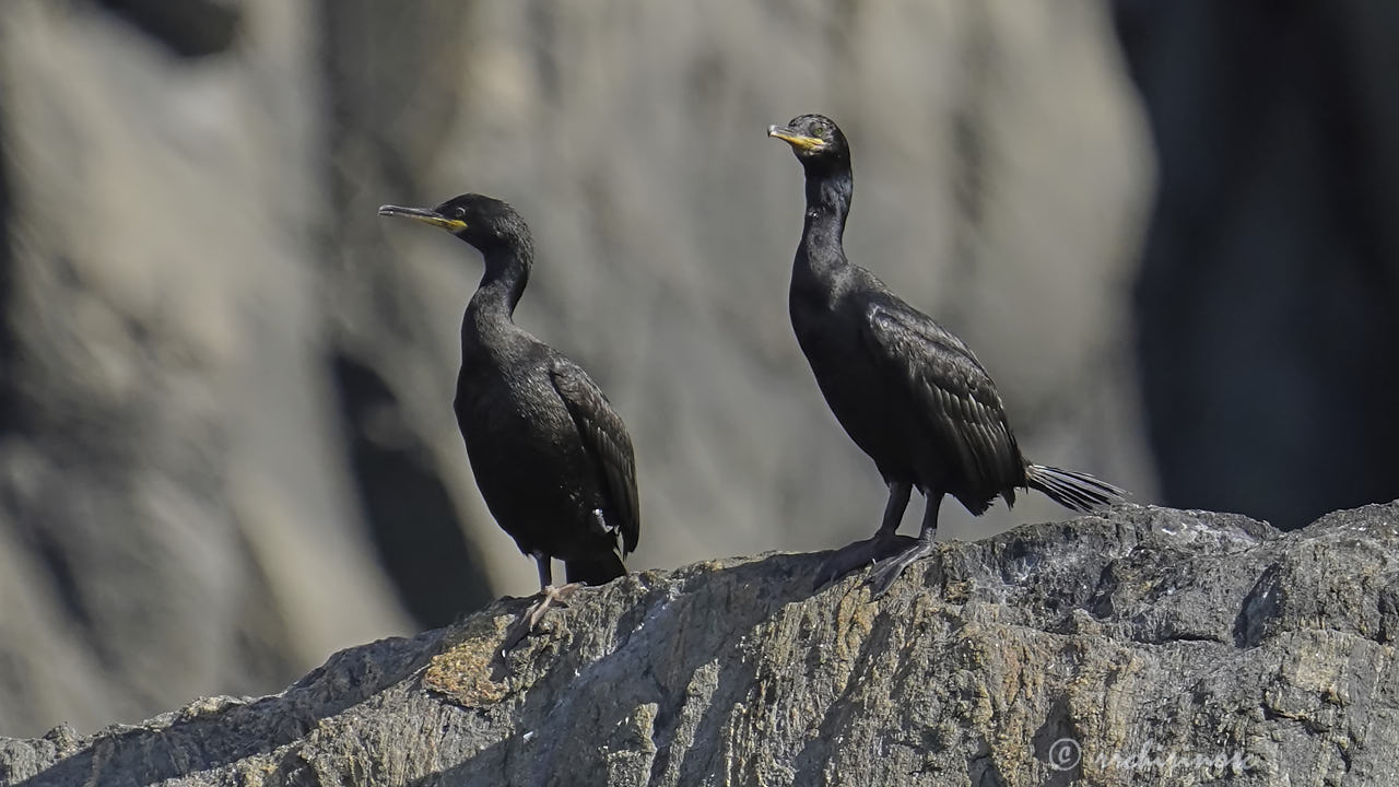 European shag