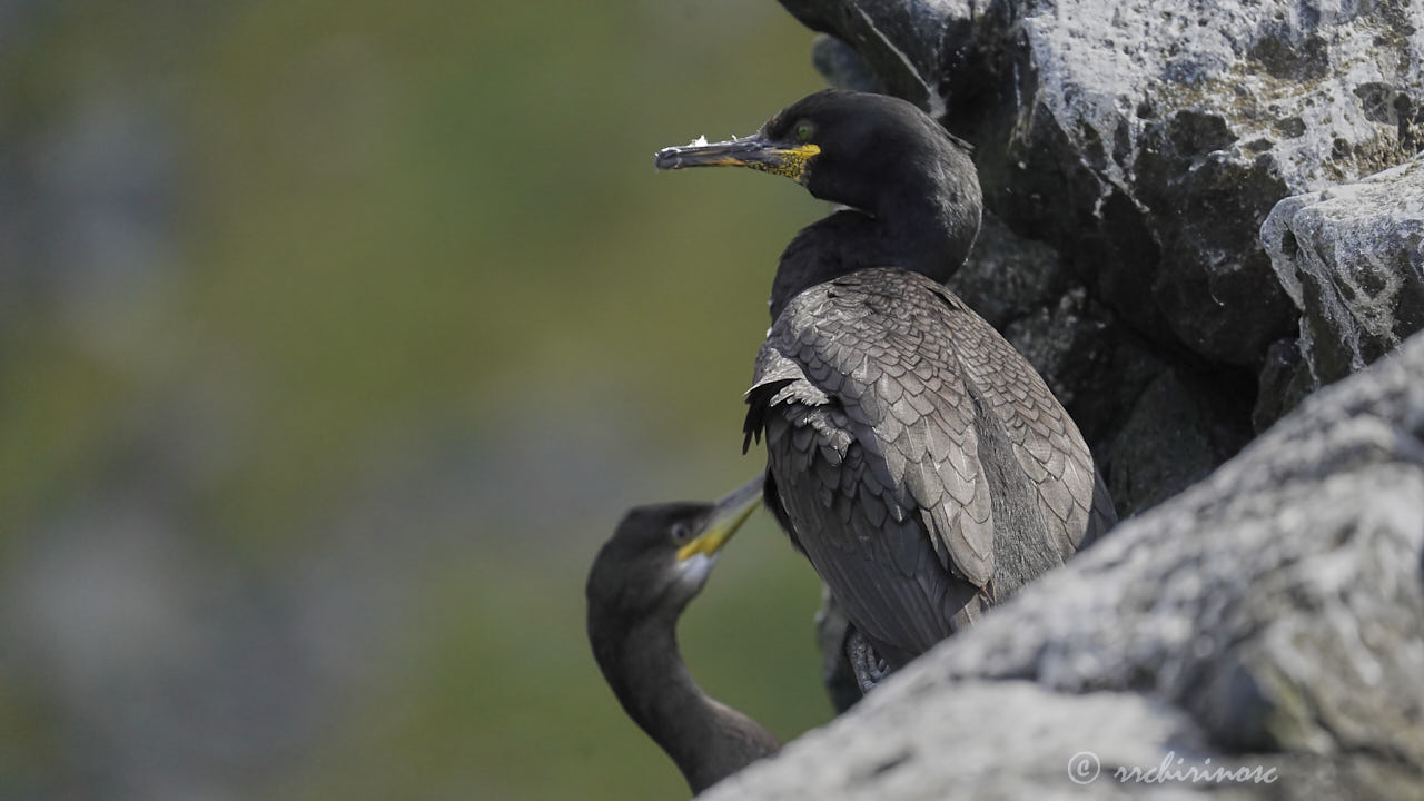 European shag