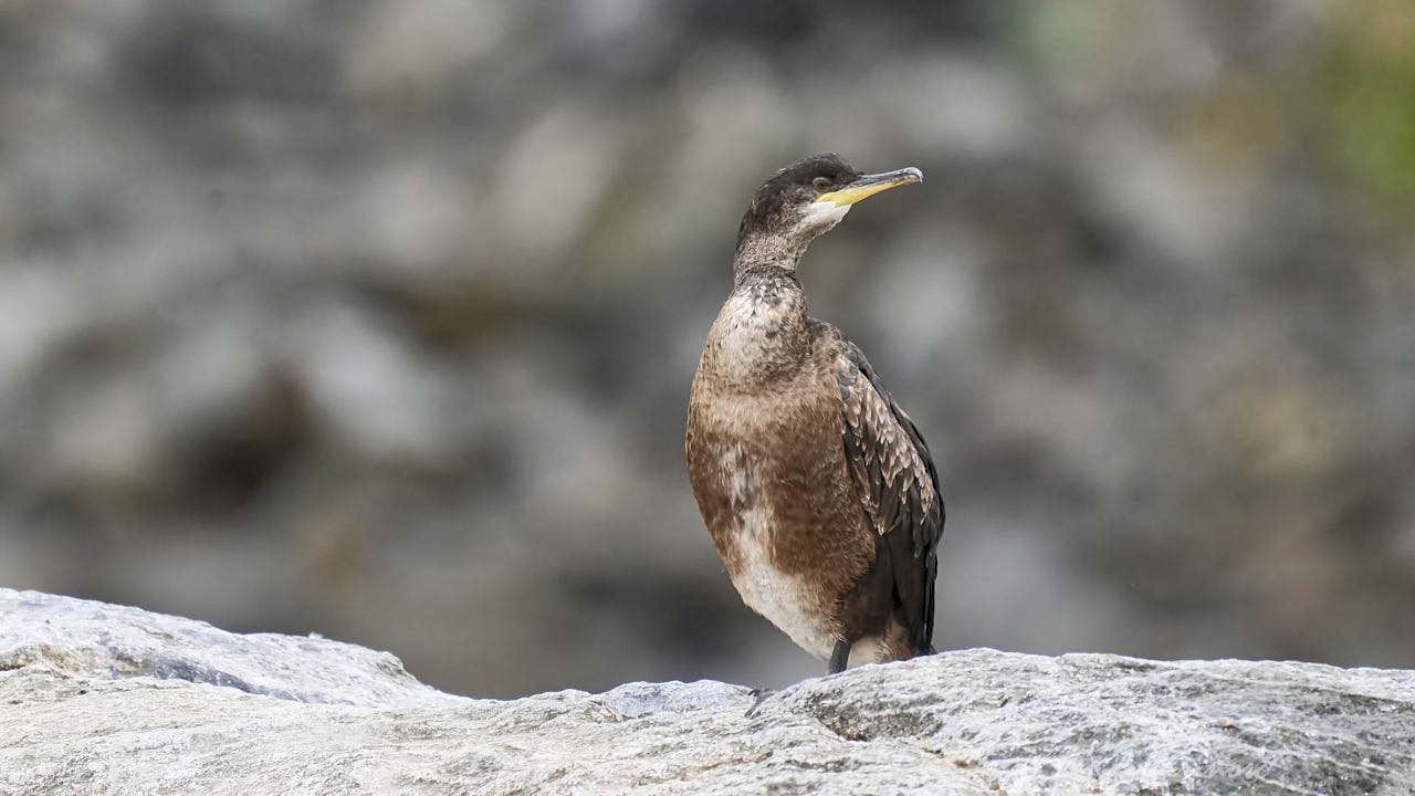 European shag