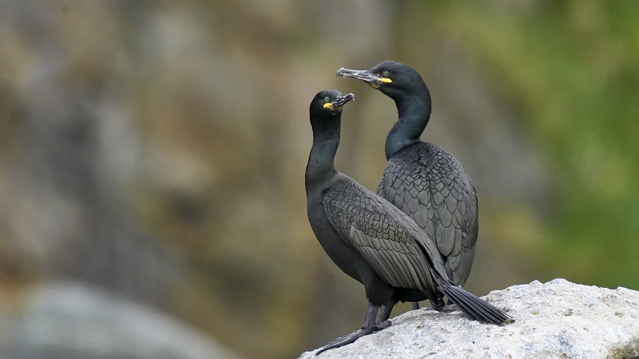 European shag