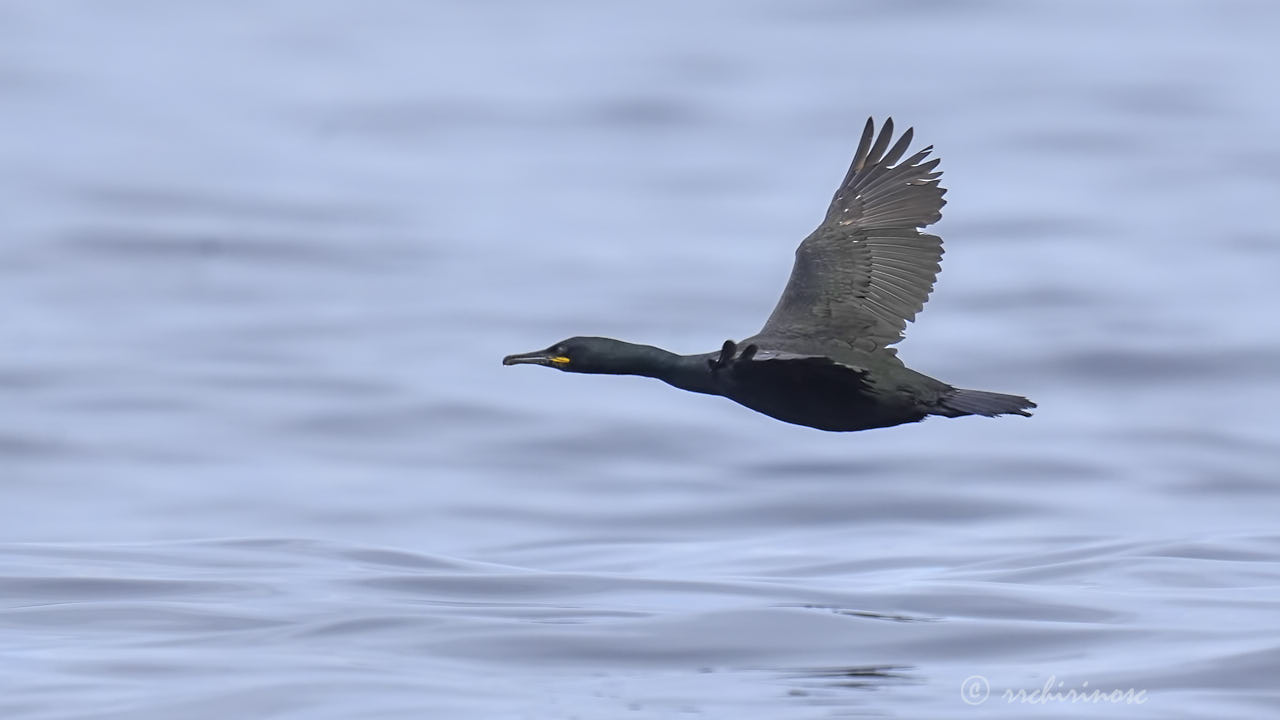 European shag