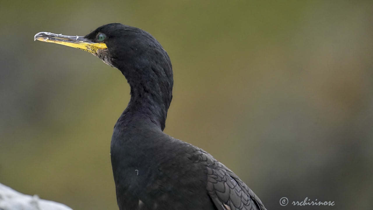 European shag