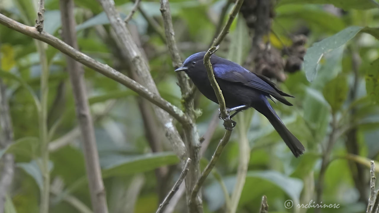 Capped conebill