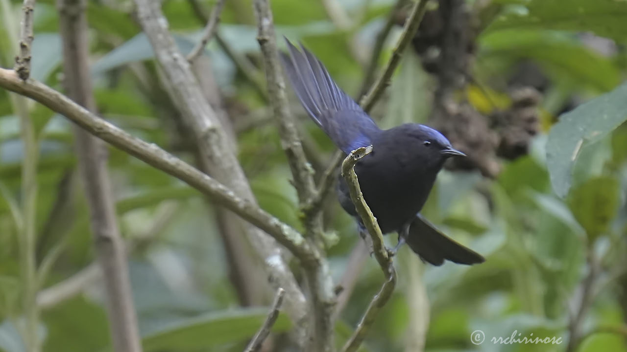 Capped conebill