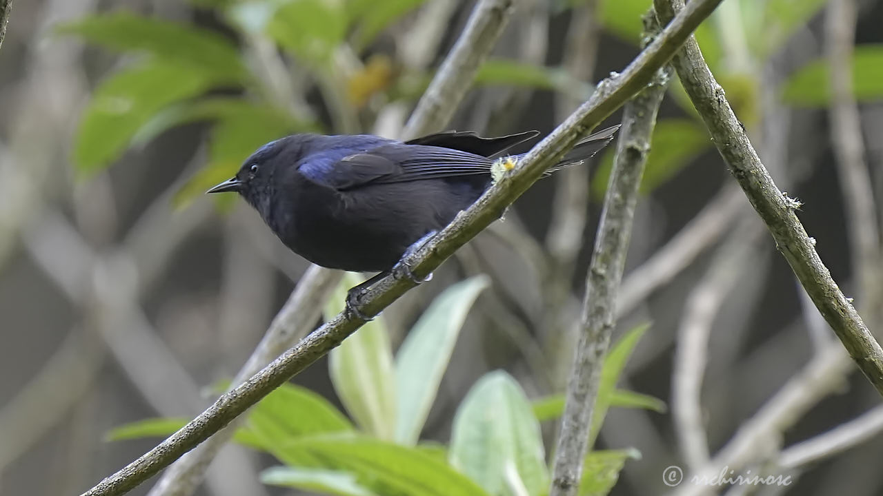 Capped conebill