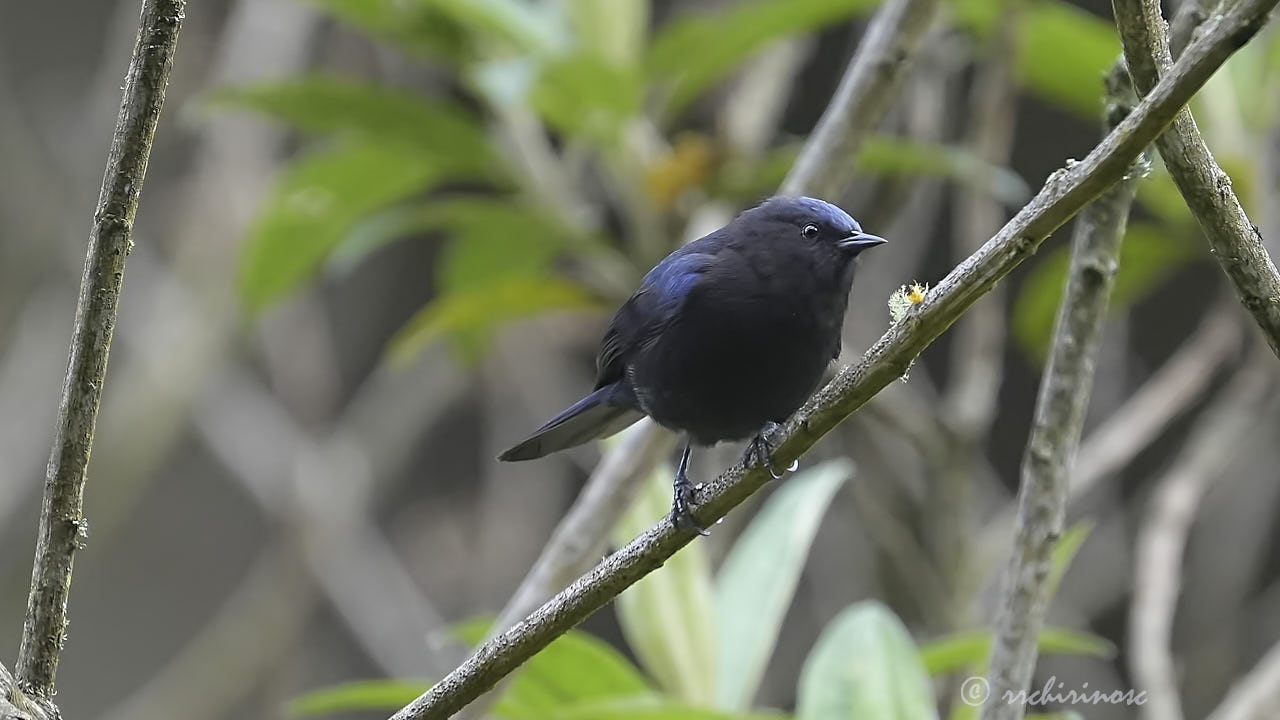 Capped conebill