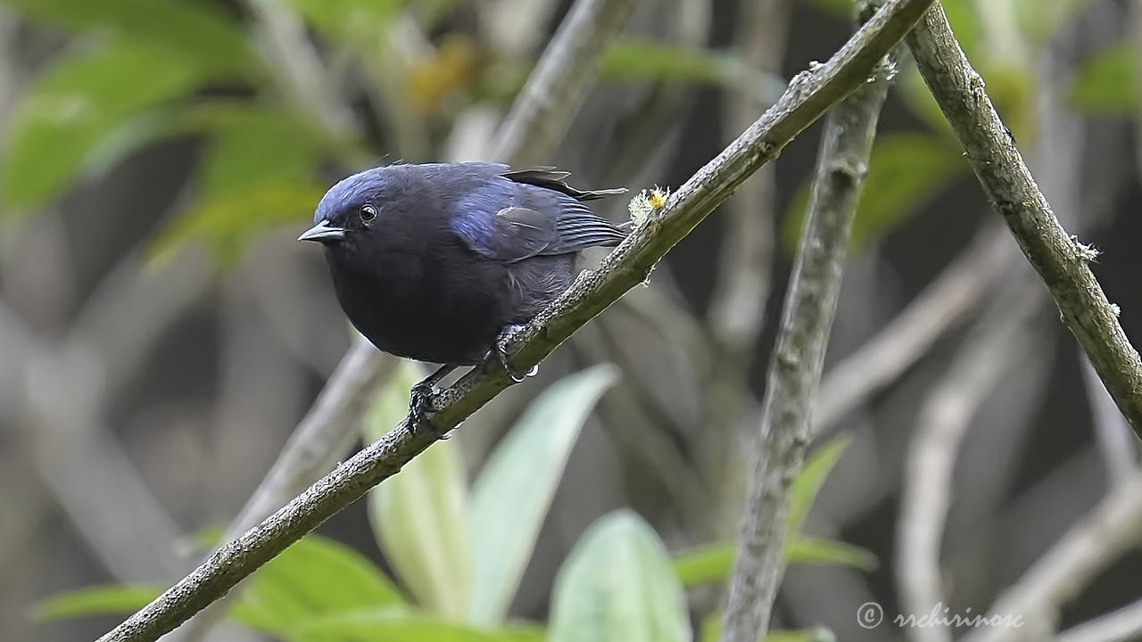 Capped conebill