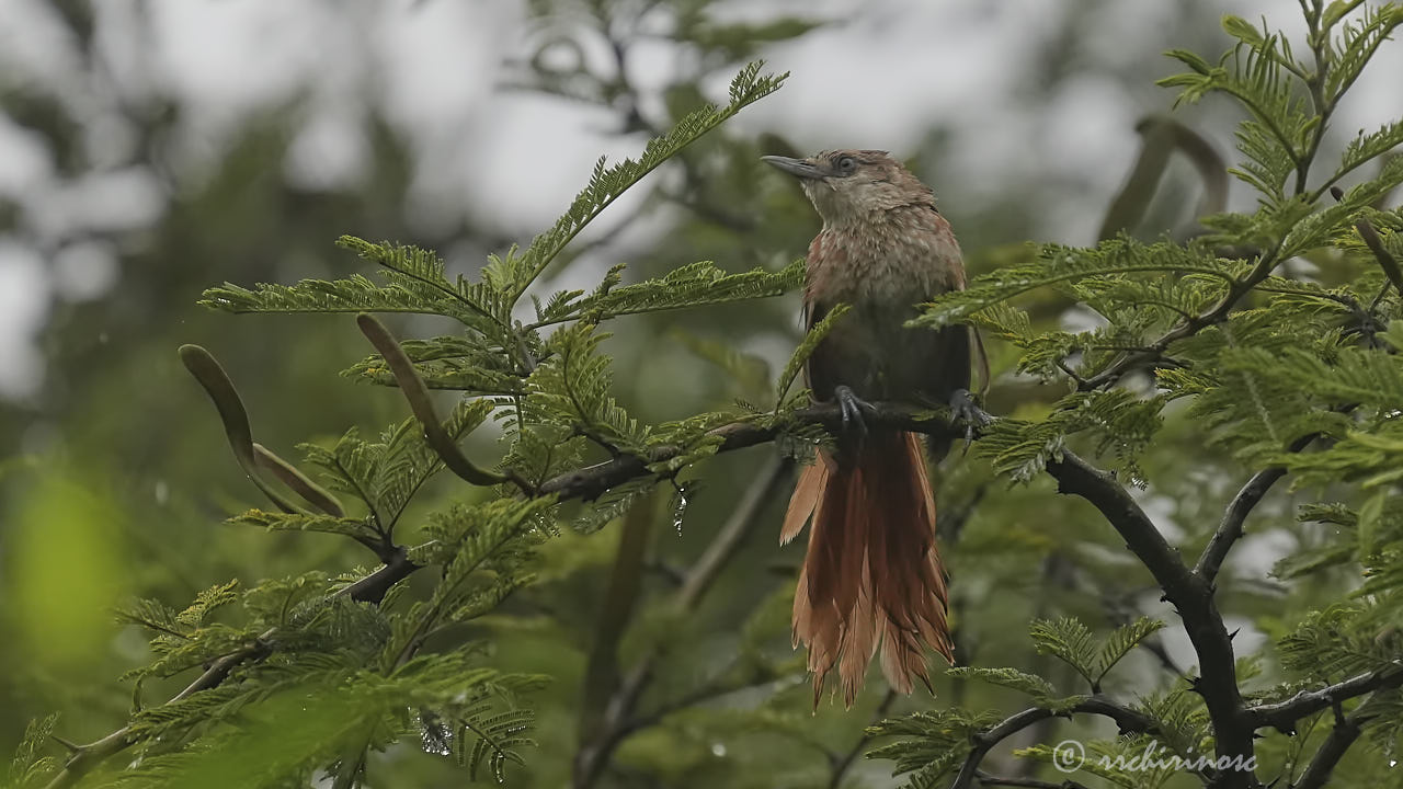 Chestnut-backed thornbird
