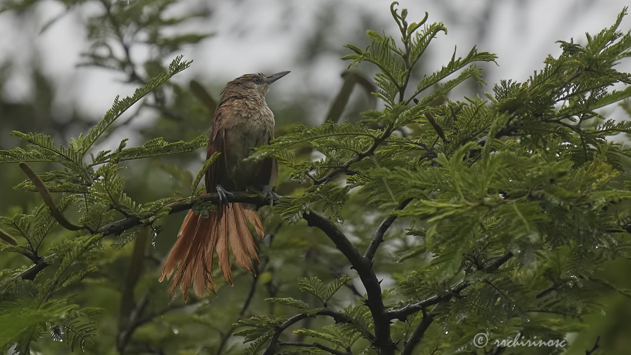 Chestnut-backed thornbird
