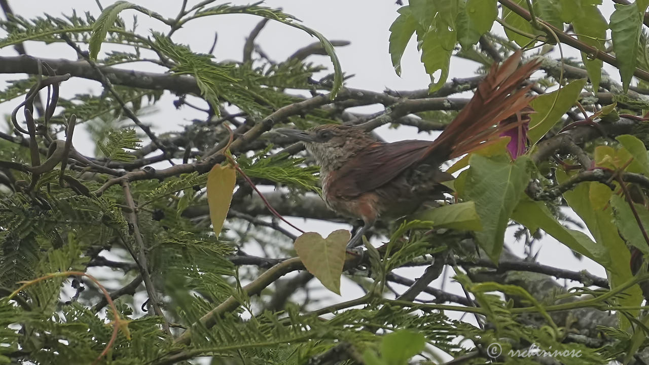 Chestnut-backed thornbird