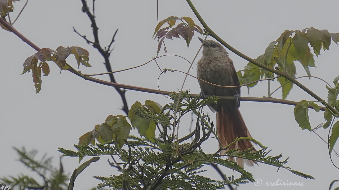 Chestnut-backed thornbird