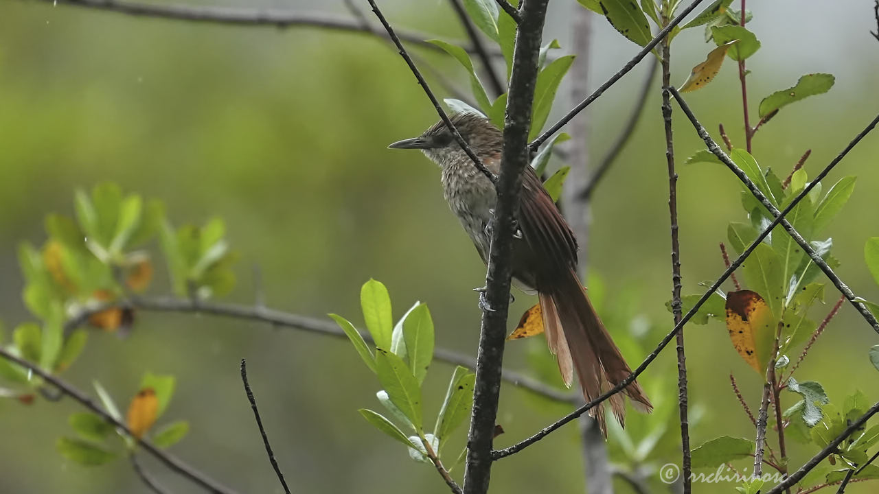 Chestnut-backed thornbird