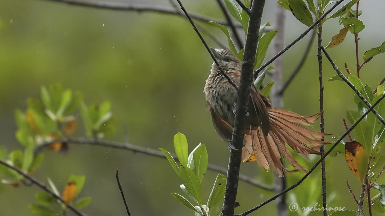 Chestnut-backed thornbird