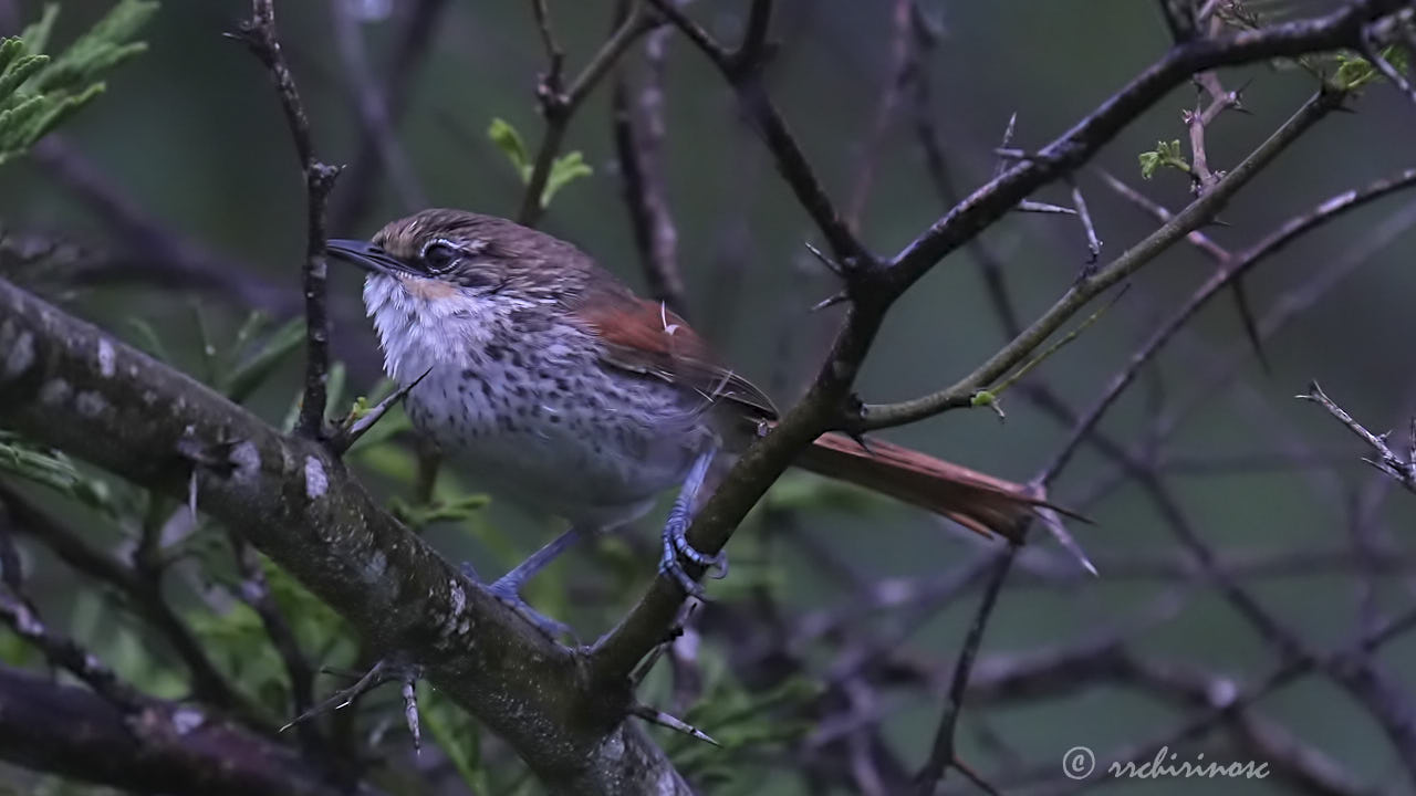 Chinchipe spinetail