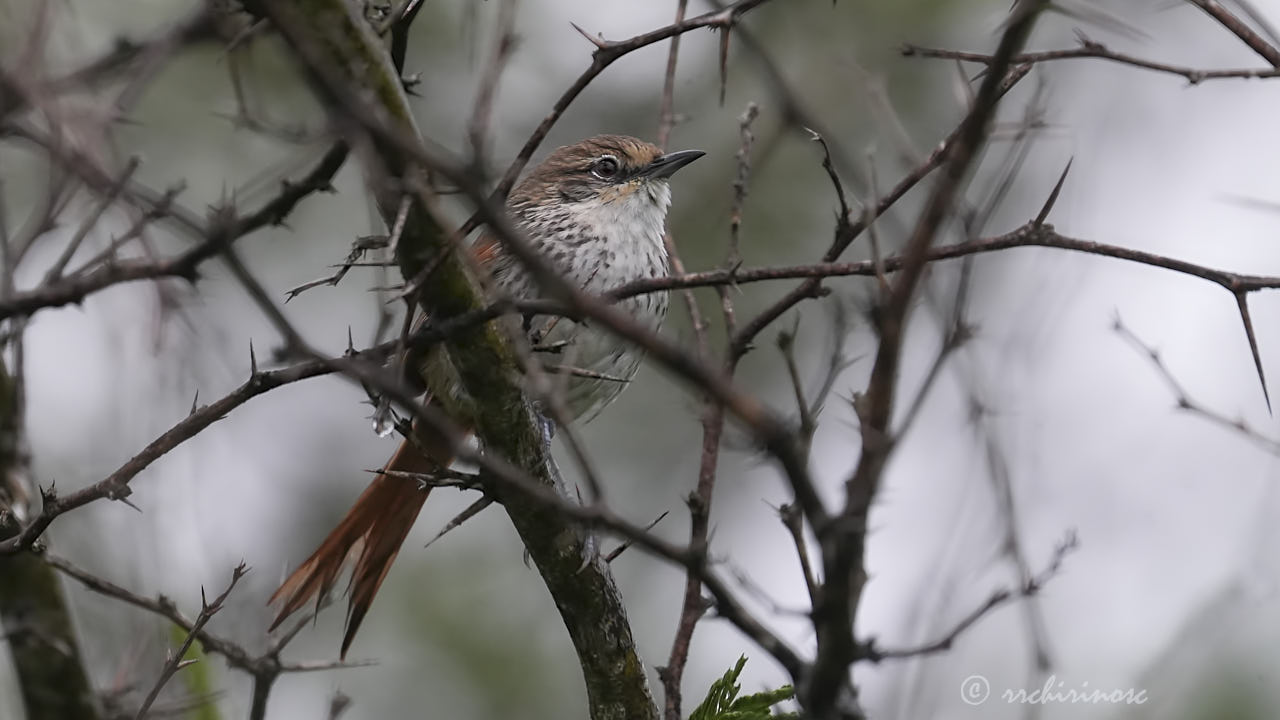Chinchipe spinetail