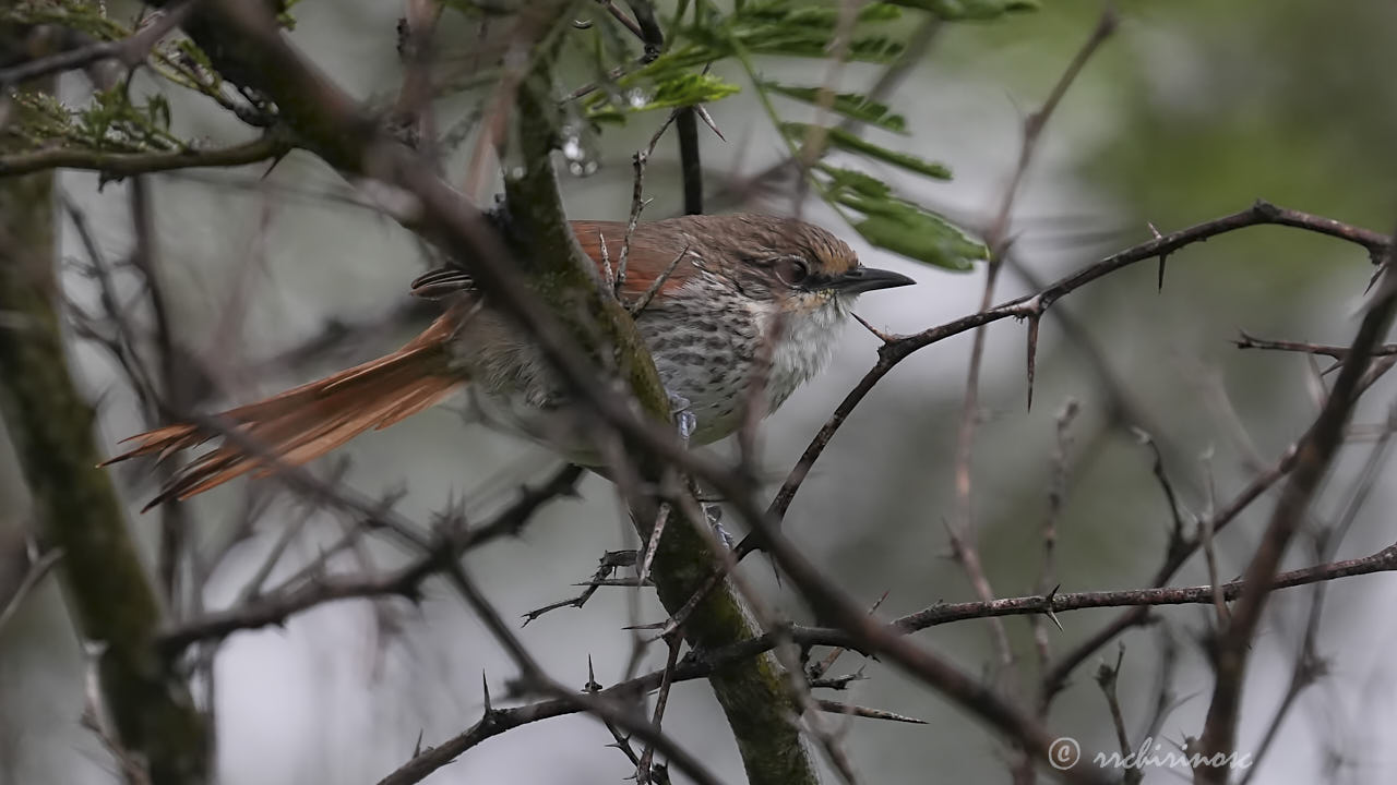 Chinchipe spinetail