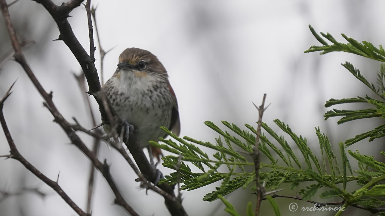 Chinchipe spinetail