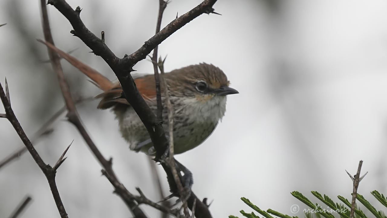 Chinchipe spinetail