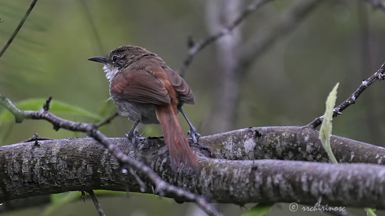 Chinchipe spinetail
