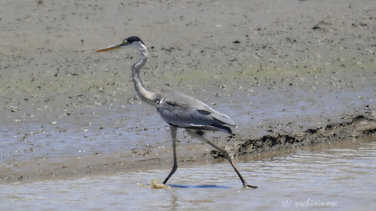 Cocoi heron