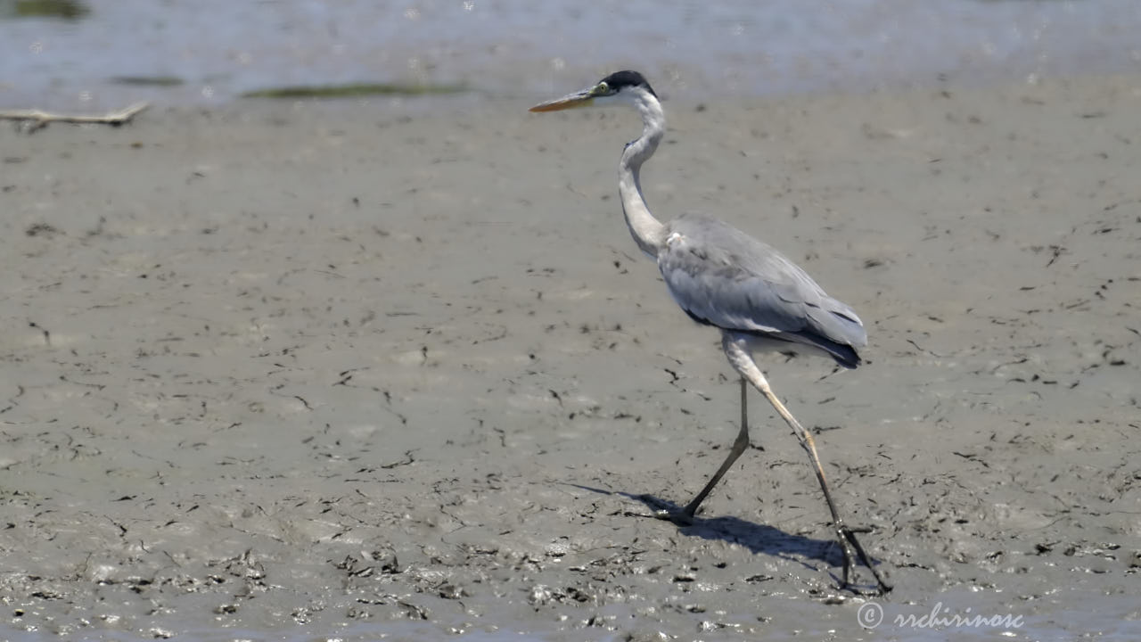 Cocoi heron