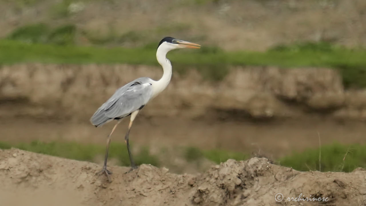 Cocoi heron