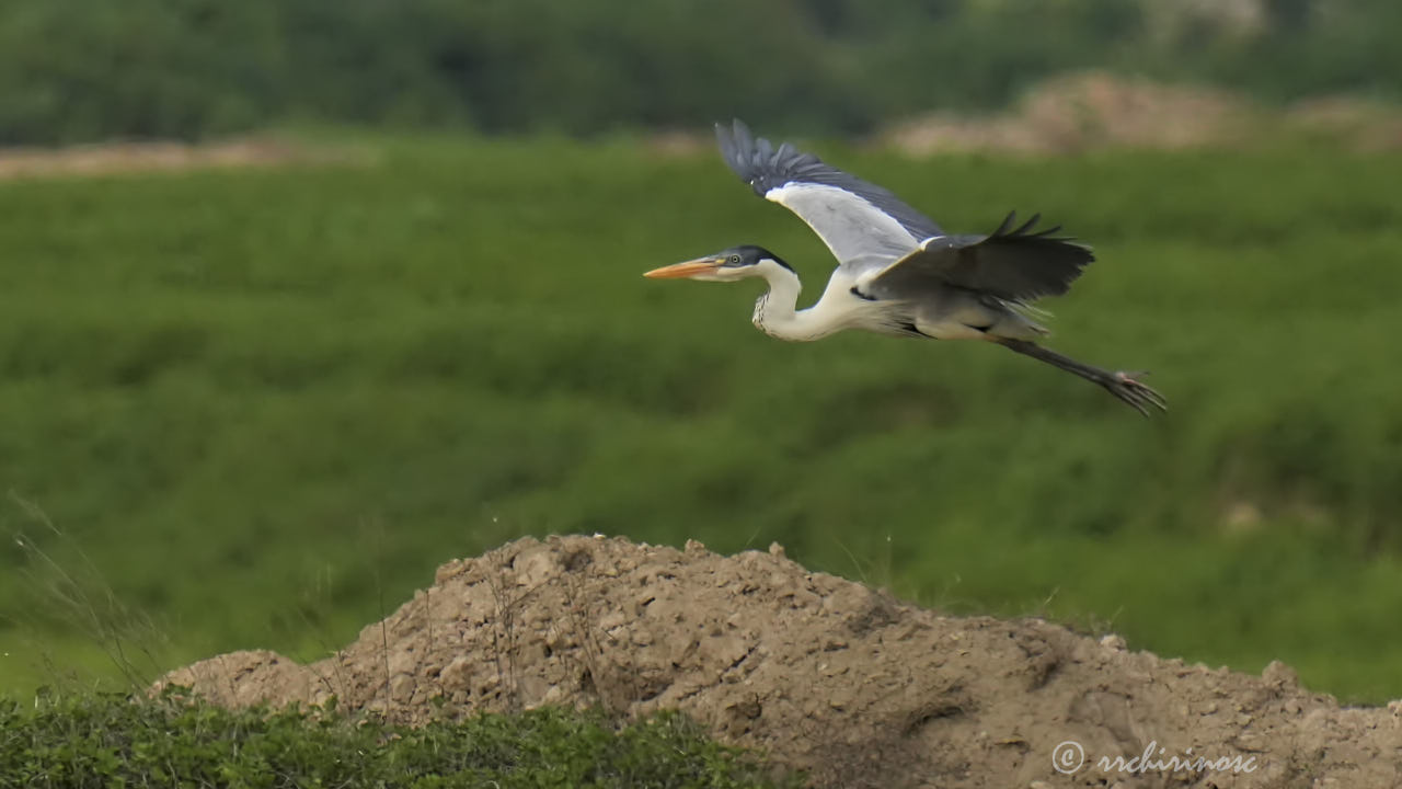 Cocoi heron