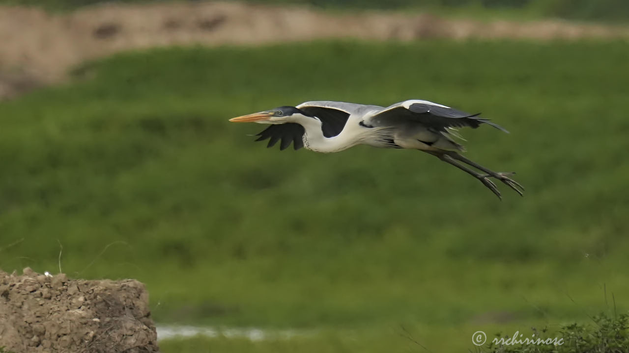 Cocoi heron