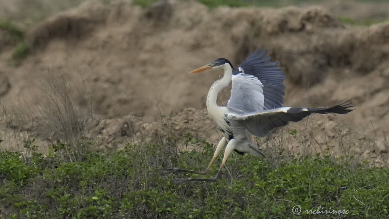 Cocoi heron